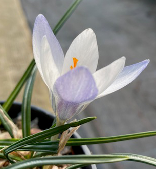 Crocus biflorus weldenii 'Fairy' 